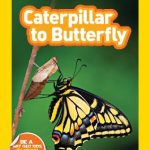 Nat Geo Readers: Caterpillar to Butterfly